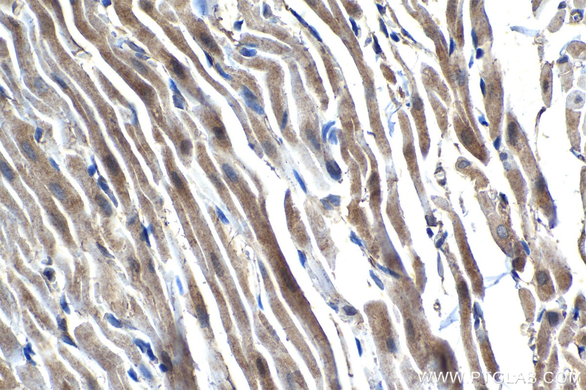 Immunohistochemical analysis of paraffin-embedded rat heart tissue slide using KHC1281 (PPP1R13L IHC Kit).