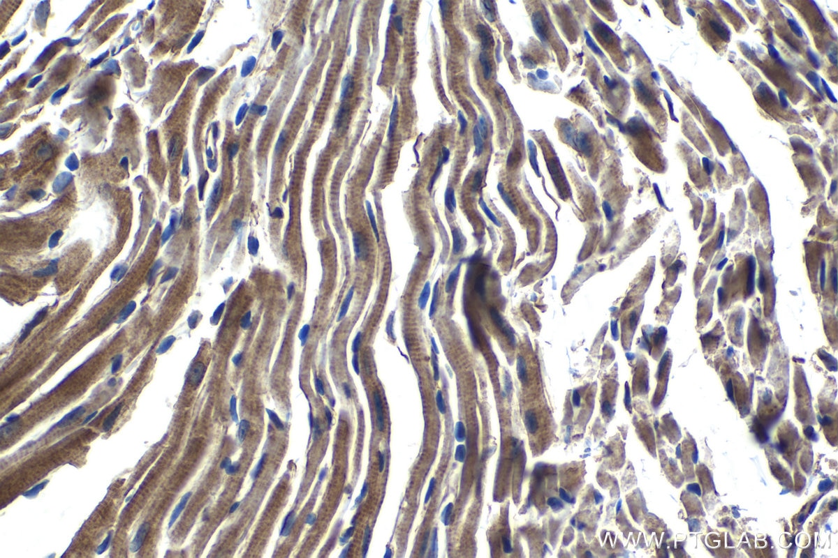 Immunohistochemical analysis of paraffin-embedded mouse heart tissue slide using KHC1281 (PPP1R13L IHC Kit).