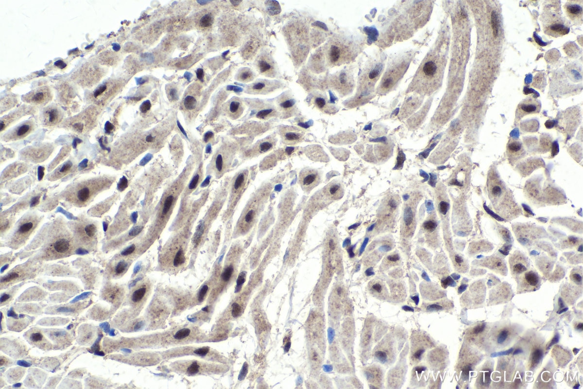 Immunohistochemical analysis of paraffin-embedded rat heart tissue slide using KHC1697 (PPP1R8 IHC Kit).