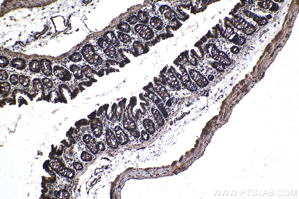 Immunohistochemical analysis of paraffin-embedded rat colon tissue slide using KHC1002 (PPP4C IHC Kit).