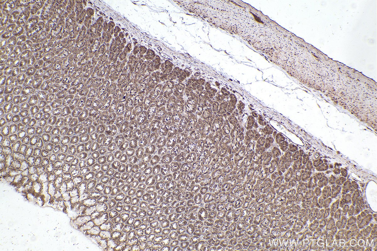 Immunohistochemical analysis of paraffin-embedded rat stomach tissue slide using KHC2543 (PPP6R3/SAPS3 IHC Kit).