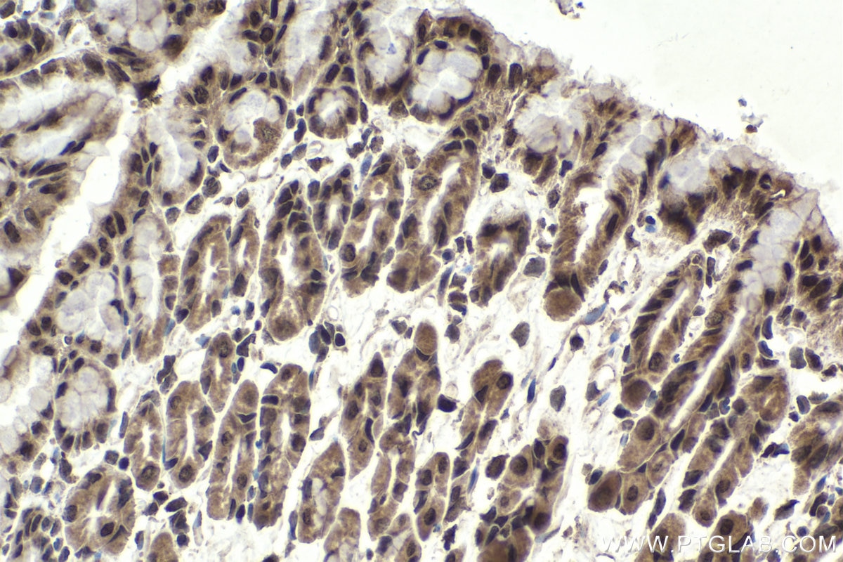 Immunohistochemical analysis of paraffin-embedded rat stomach tissue slide using KHC1942 (PRDM16 IHC Kit).