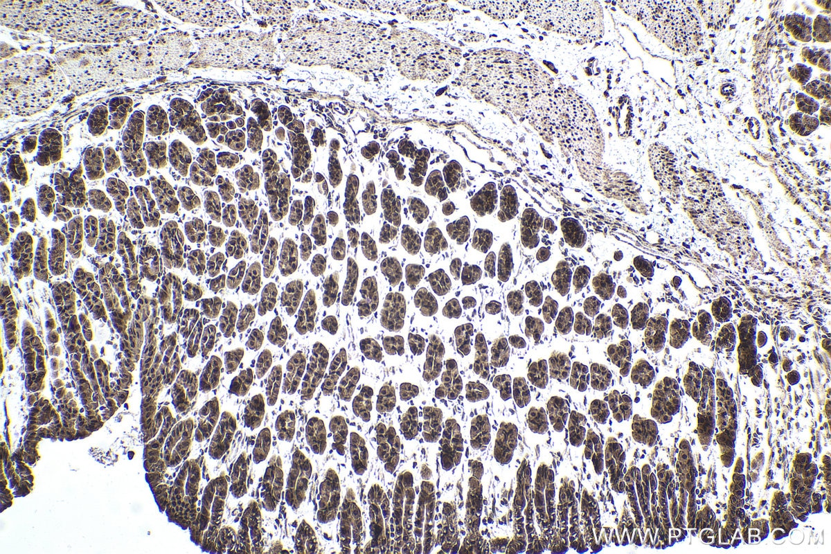 Immunohistochemical analysis of paraffin-embedded mouse stomach tissue slide using KHC1942 (PRDM16 IHC Kit).