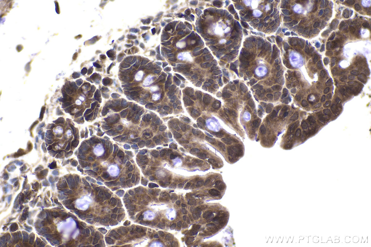 Immunohistochemical analysis of paraffin-embedded mouse small intestine tissue slide using KHC1948 (PREB IHC Kit).