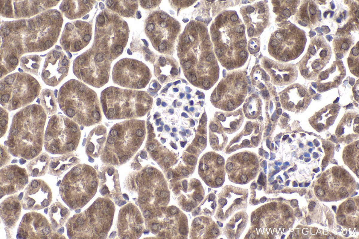 Immunohistochemical analysis of paraffin-embedded mouse kidney tissue slide using KHC1948 (PREB IHC Kit).