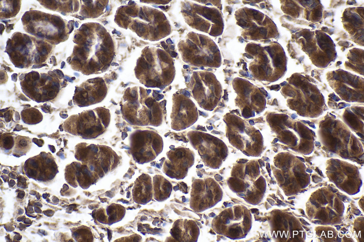 Immunohistochemical analysis of paraffin-embedded mouse stomach tissue slide using KHC1880 (PRICKLE1 IHC Kit).