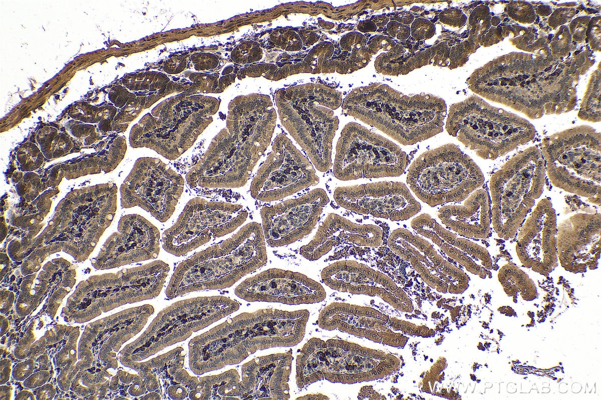 Immunohistochemical analysis of paraffin-embedded mouse small intestine tissue slide using KHC0600 (AMPK Alpha 1 IHC Kit).