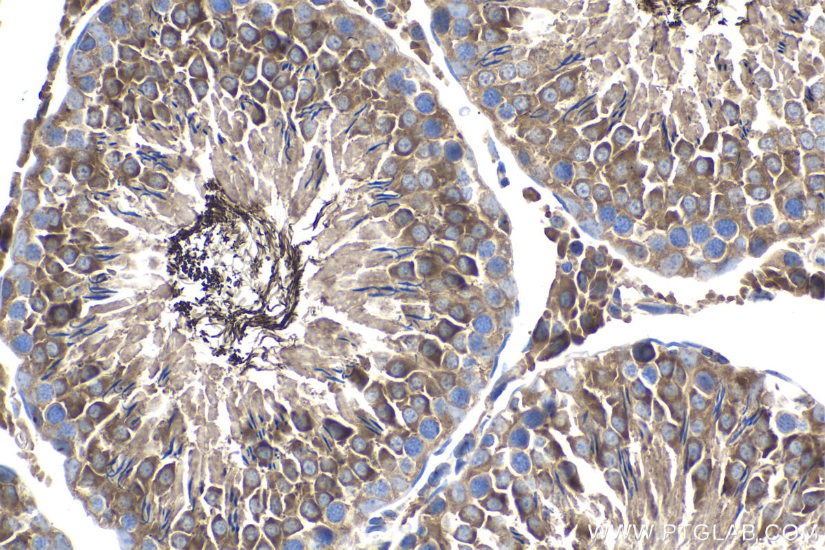 Immunohistochemical analysis of paraffin-embedded rat testis tissue slide using KHC1540 (PRKACA IHC Kit).