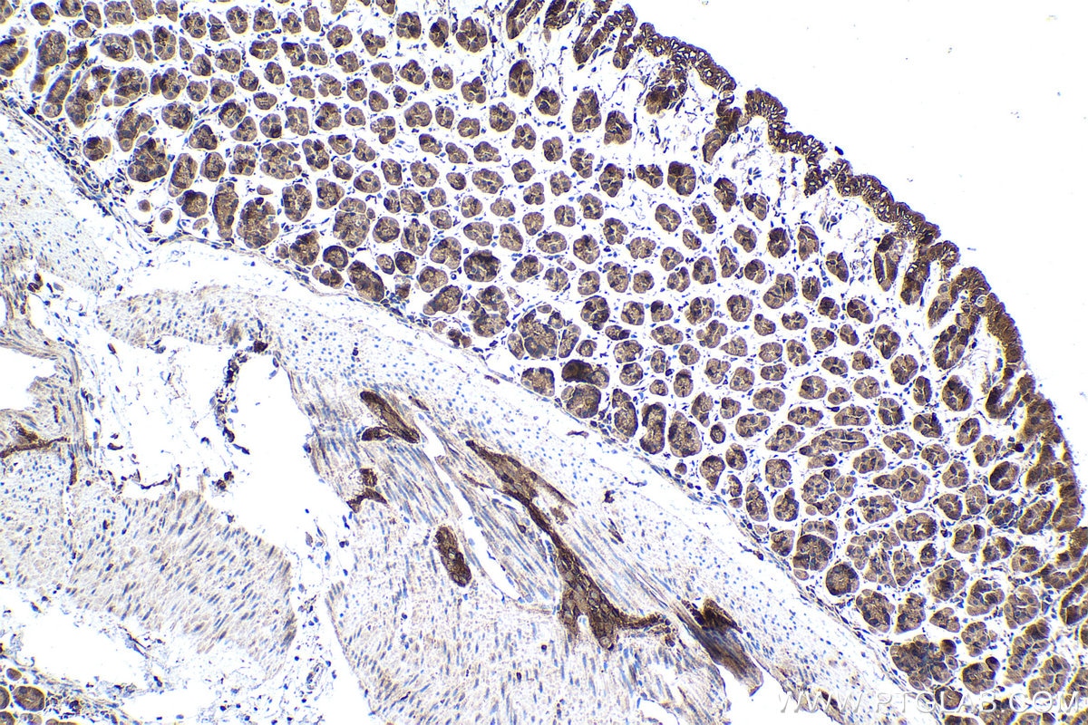 Immunohistochemical analysis of paraffin-embedded mouse stomach tissue slide using KHC1539 (PRKCA IHC Kit).