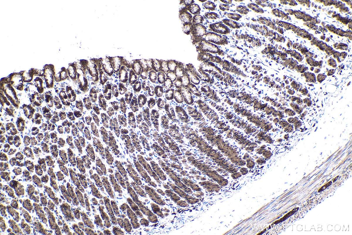 Immunohistochemical analysis of paraffin-embedded rat stomach tissue slide using KHC1539 (PRKCA IHC Kit).