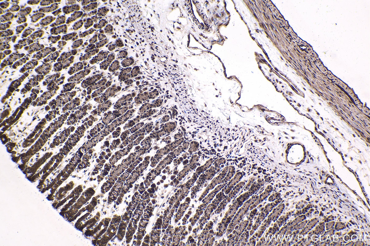 Immunohistochemical analysis of paraffin-embedded rat stomach tissue slide using KHC1676 (PRKCD IHC Kit).