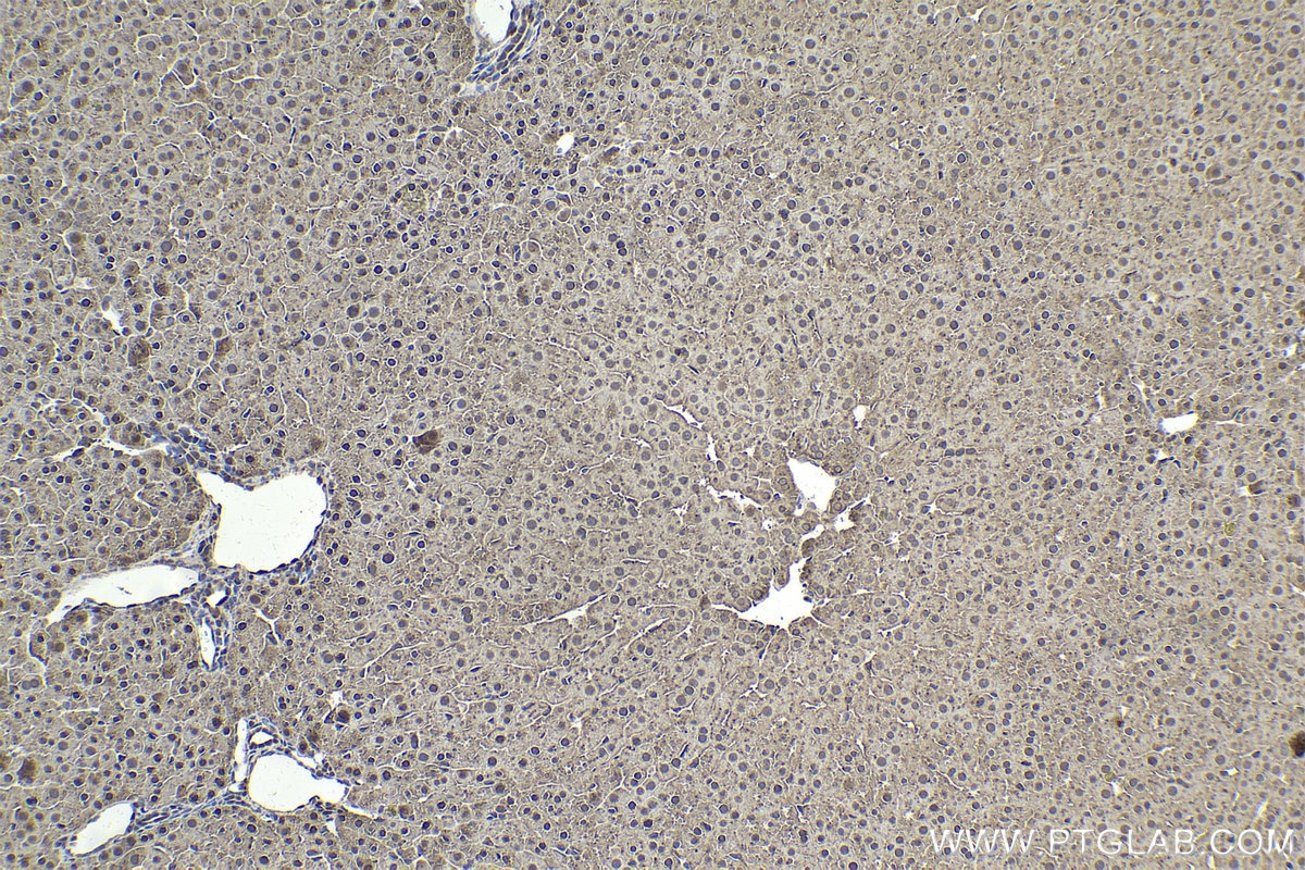 Immunohistochemical analysis of paraffin-embedded rat liver tissue slide using KHC1630 (PRMT2 IHC Kit).