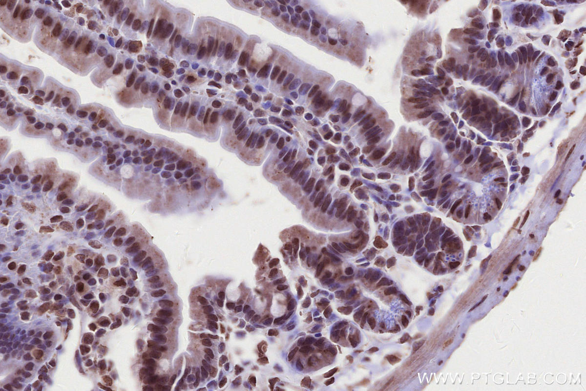 Immunohistochemical analysis of paraffin-embedded mouse small intestine tissue slide using KHC2684 (PRPF38A IHC Kit).