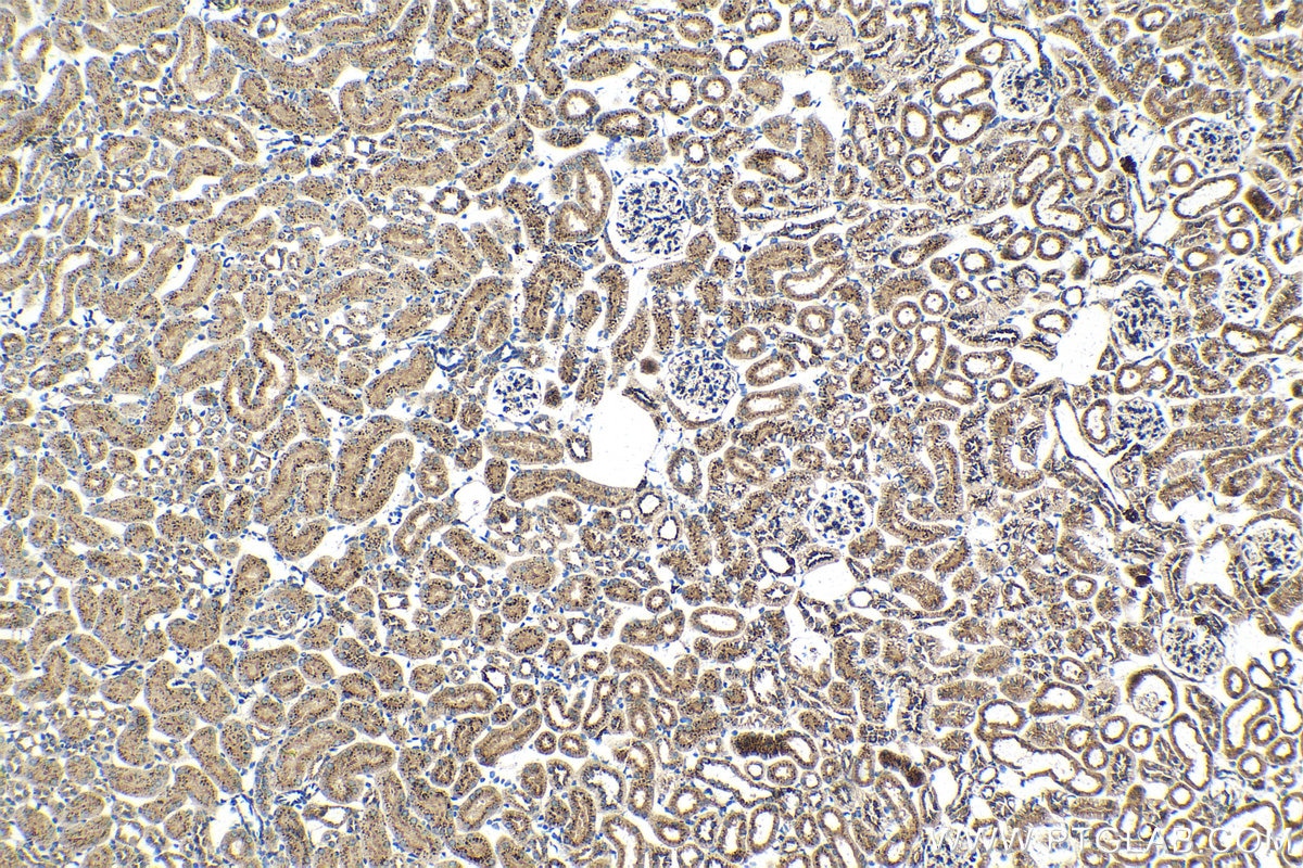 Immunohistochemical analysis of paraffin-embedded mouse kidney tissue slide using KHC1407 (PSAP IHC Kit).