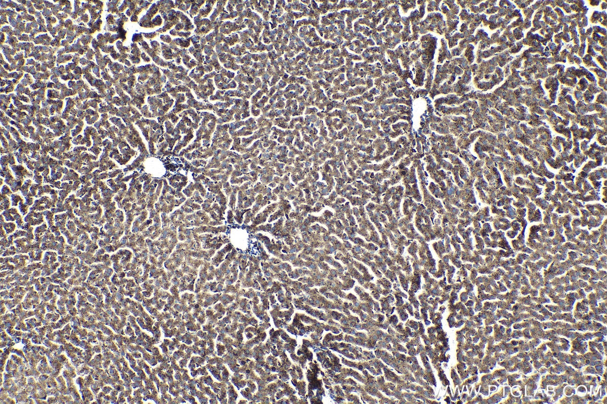 Immunohistochemical analysis of paraffin-embedded rat liver tissue slide using KHC1407 (PSAP IHC Kit).