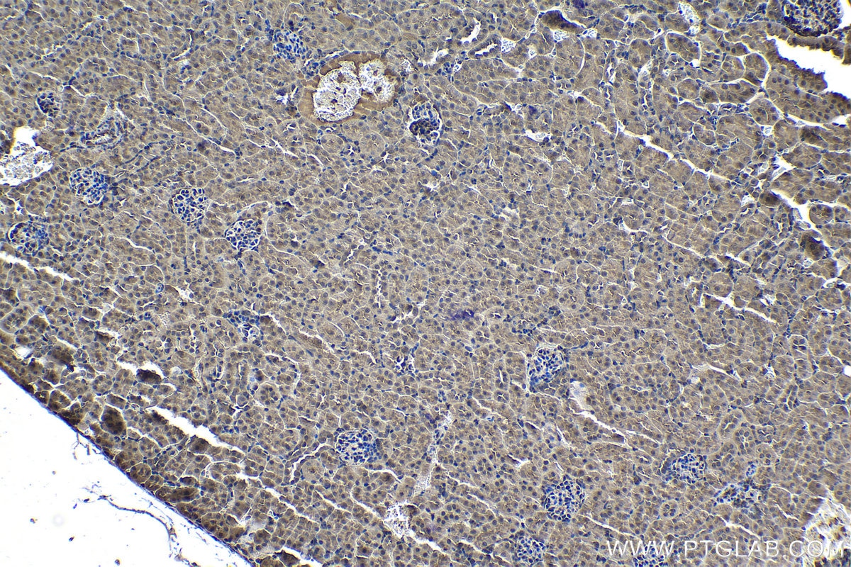 Immunohistochemical analysis of paraffin-embedded mouse kidney tissue slide using KHC1172 (PSMA1 IHC Kit).