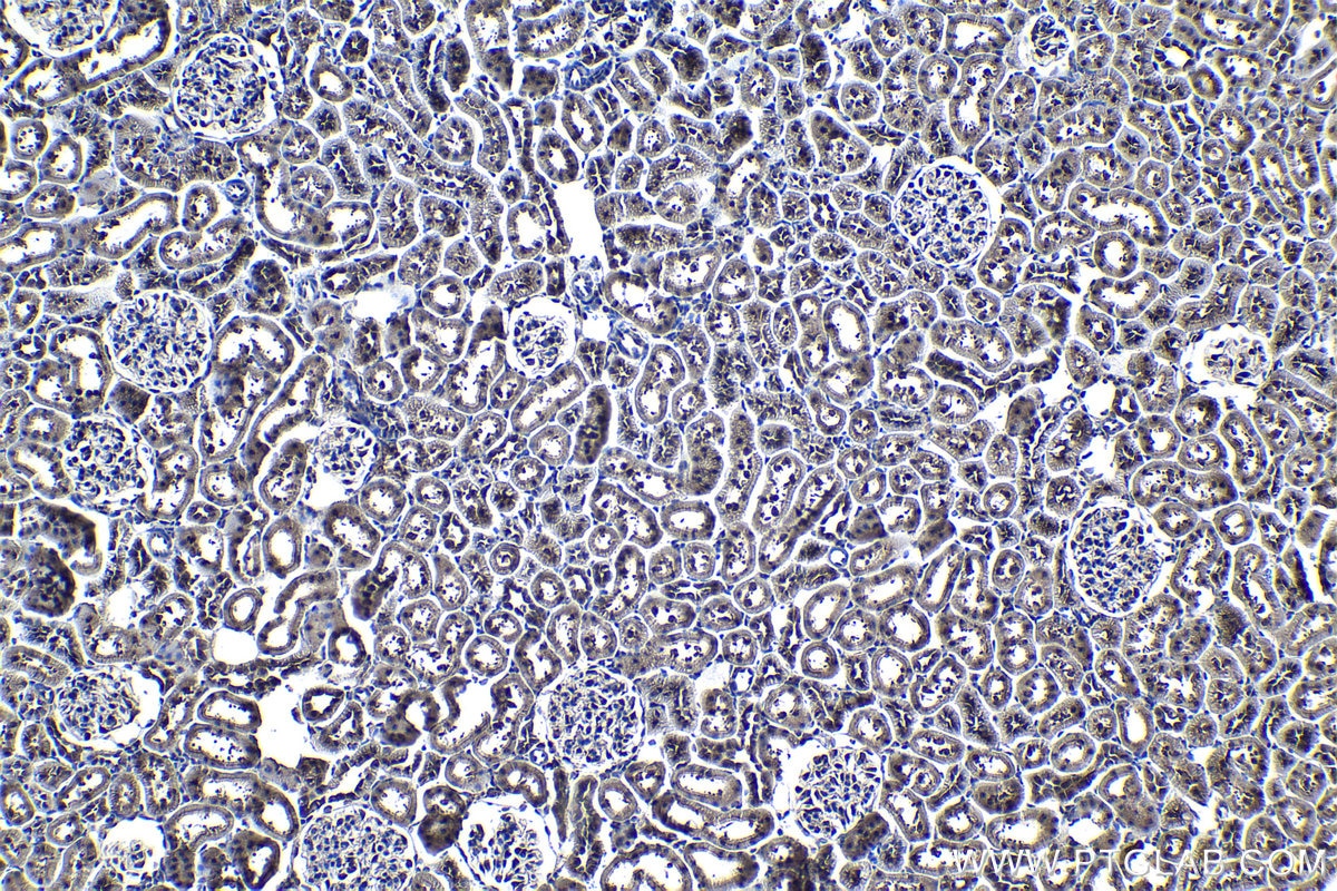 Immunohistochemical analysis of paraffin-embedded rat kidney tissue slide using KHC1172 (PSMA1 IHC Kit).