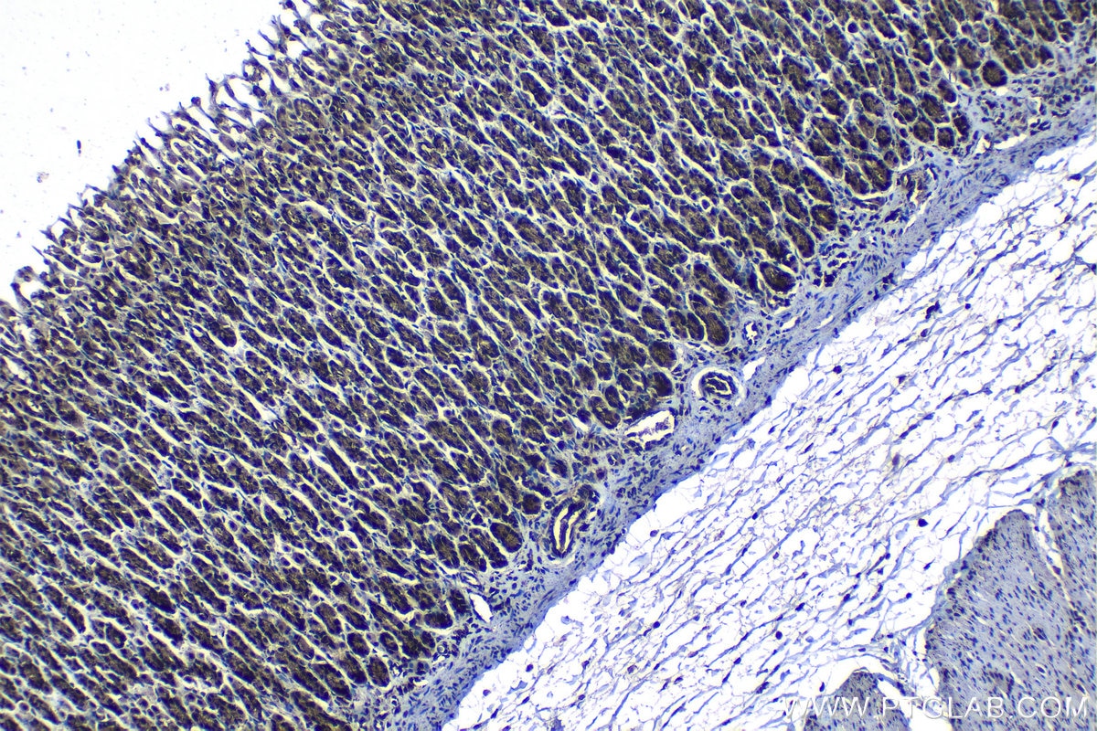 Immunohistochemical analysis of paraffin-embedded rat stomach tissue slide using KHC1305 (PSMA2 IHC Kit).