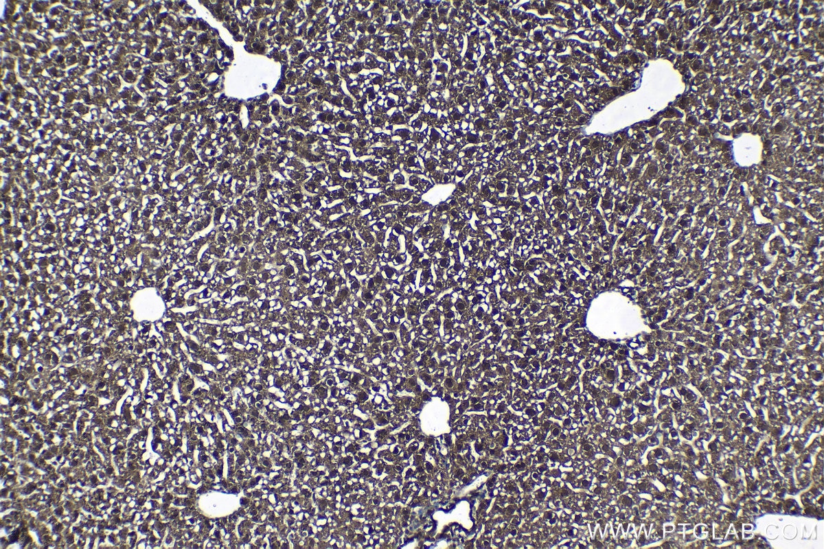 Immunohistochemical analysis of paraffin-embedded mouse liver tissue slide using KHC1305 (PSMA2 IHC Kit).