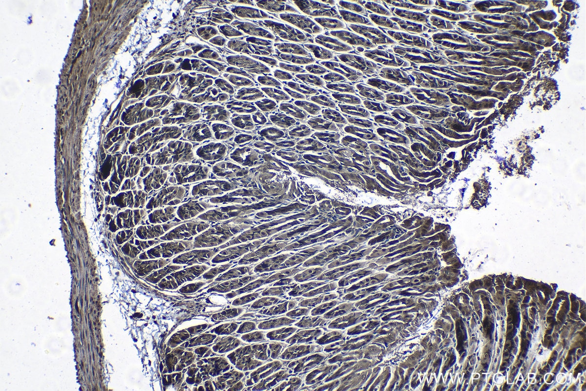 Immunohistochemical analysis of paraffin-embedded mouse stomach tissue slide using KHC1305 (PSMA2 IHC Kit).