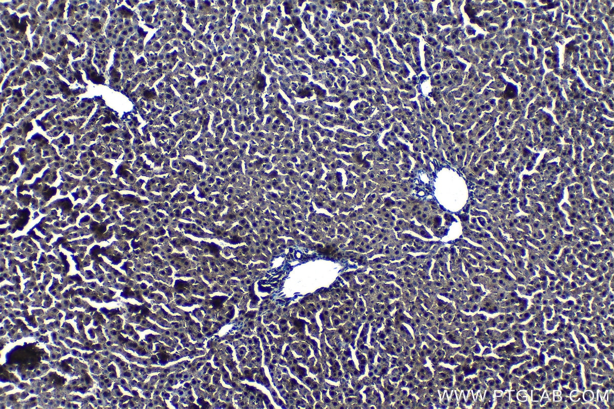 Immunohistochemical analysis of paraffin-embedded rat liver tissue slide using KHC1305 (PSMA2 IHC Kit).