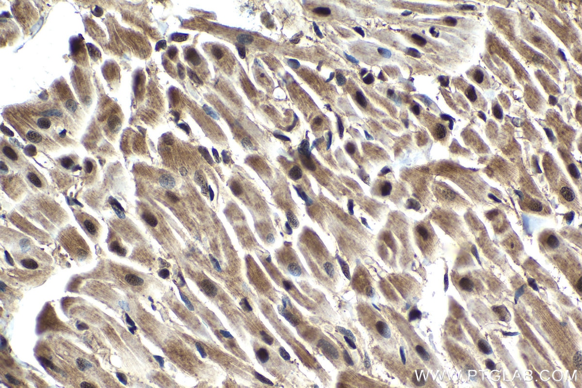 Immunohistochemical analysis of paraffin-embedded rat heart tissue slide using KHC1563 (PSMA3 IHC Kit).