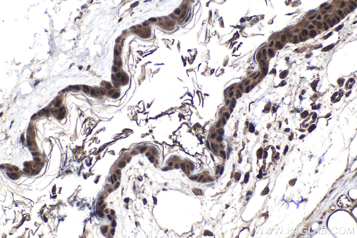 Immunohistochemical analysis of paraffin-embedded mouse skin tissue slide using KHC1564 (PSMA4 IHC Kit).