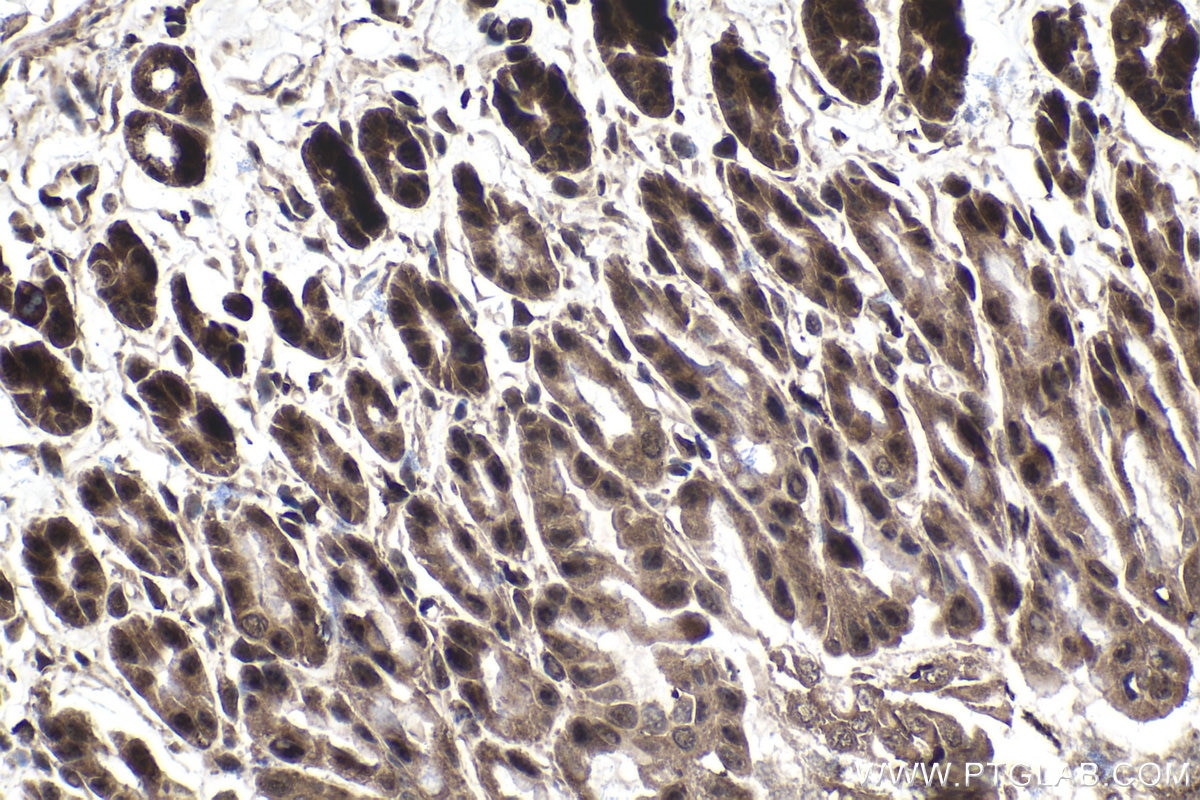 Immunohistochemical analysis of paraffin-embedded mouse stomach tissue slide using KHC1564 (PSMA4 IHC Kit).