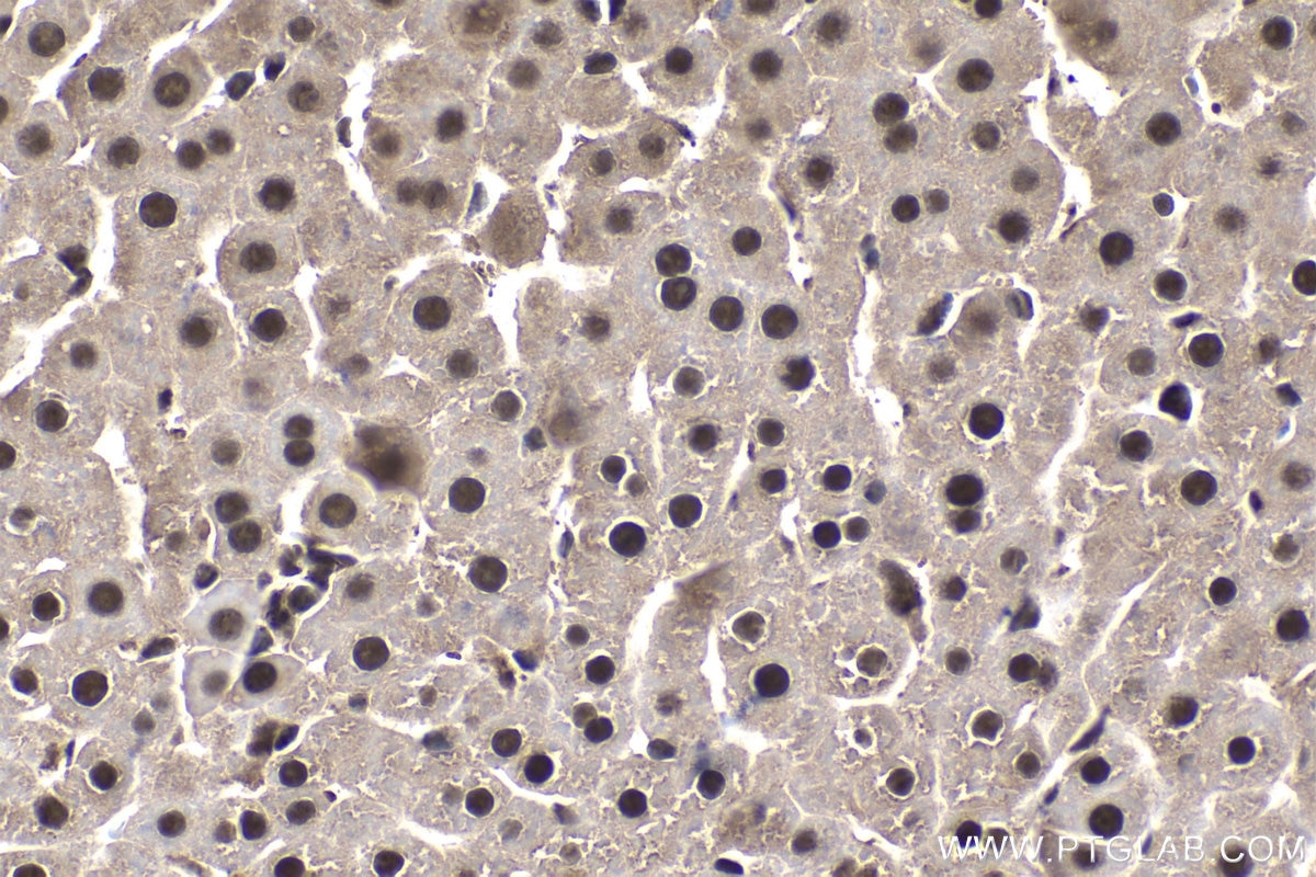 Immunohistochemical analysis of paraffin-embedded rat liver tissue slide using KHC1564 (PSMA4 IHC Kit).