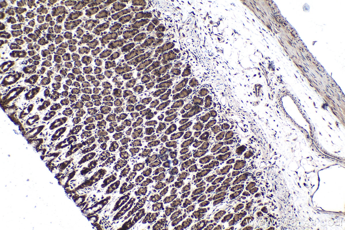 Immunohistochemical analysis of paraffin-embedded rat stomach tissue slide using KHC1564 (PSMA4 IHC Kit).