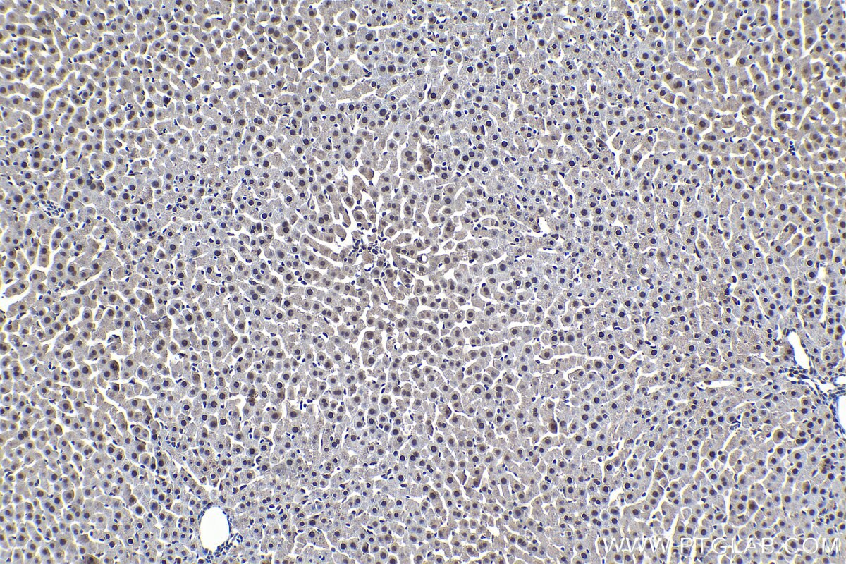 Immunohistochemical analysis of paraffin-embedded rat liver tissue slide using KHC1571 (PSMA5 IHC Kit).