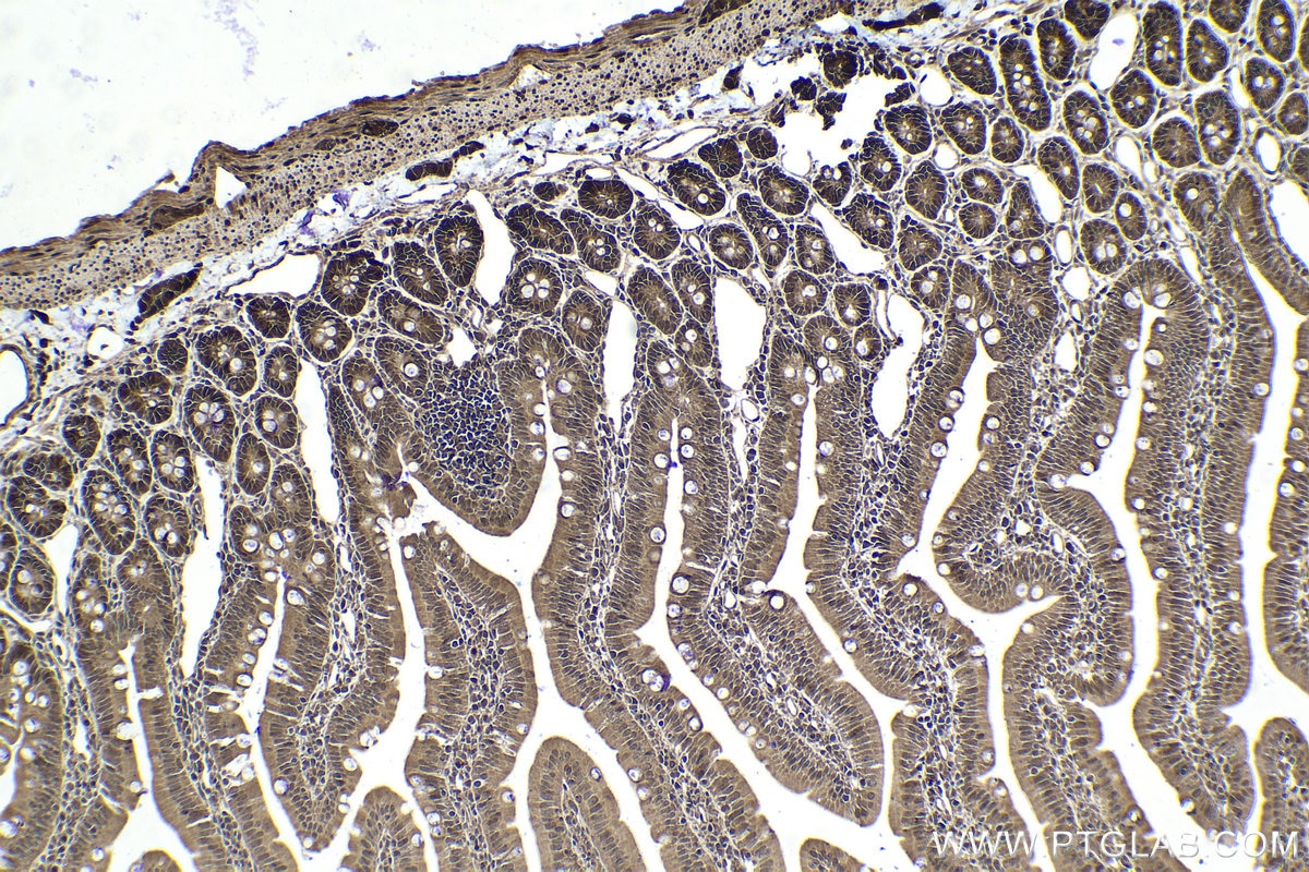 Immunohistochemical analysis of paraffin-embedded rat small intestine tissue slide using KHC1638 (PSMA6 IHC Kit).