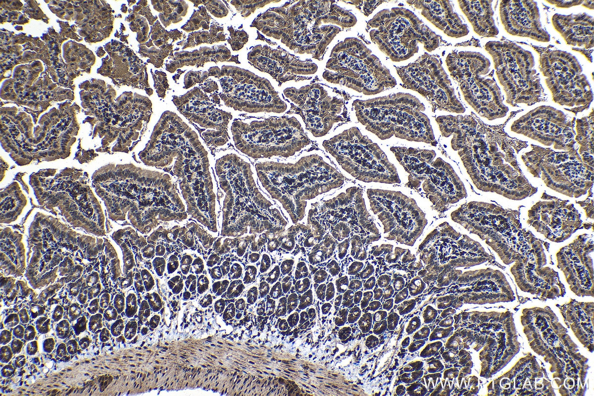 Immunohistochemical analysis of paraffin-embedded mouse small intestine tissue slide using KHC1429 (PSMA7 IHC Kit).