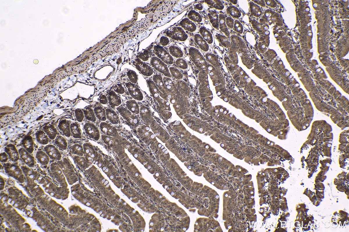 Immunohistochemical analysis of paraffin-embedded rat small intestine tissue slide using KHC1429 (PSMA7 IHC Kit).