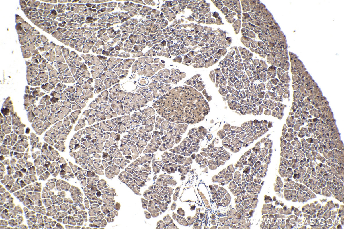 Immunohistochemical analysis of paraffin-embedded mouse pancreas tissue slide using KHC1615 (PSMB2 IHC Kit).