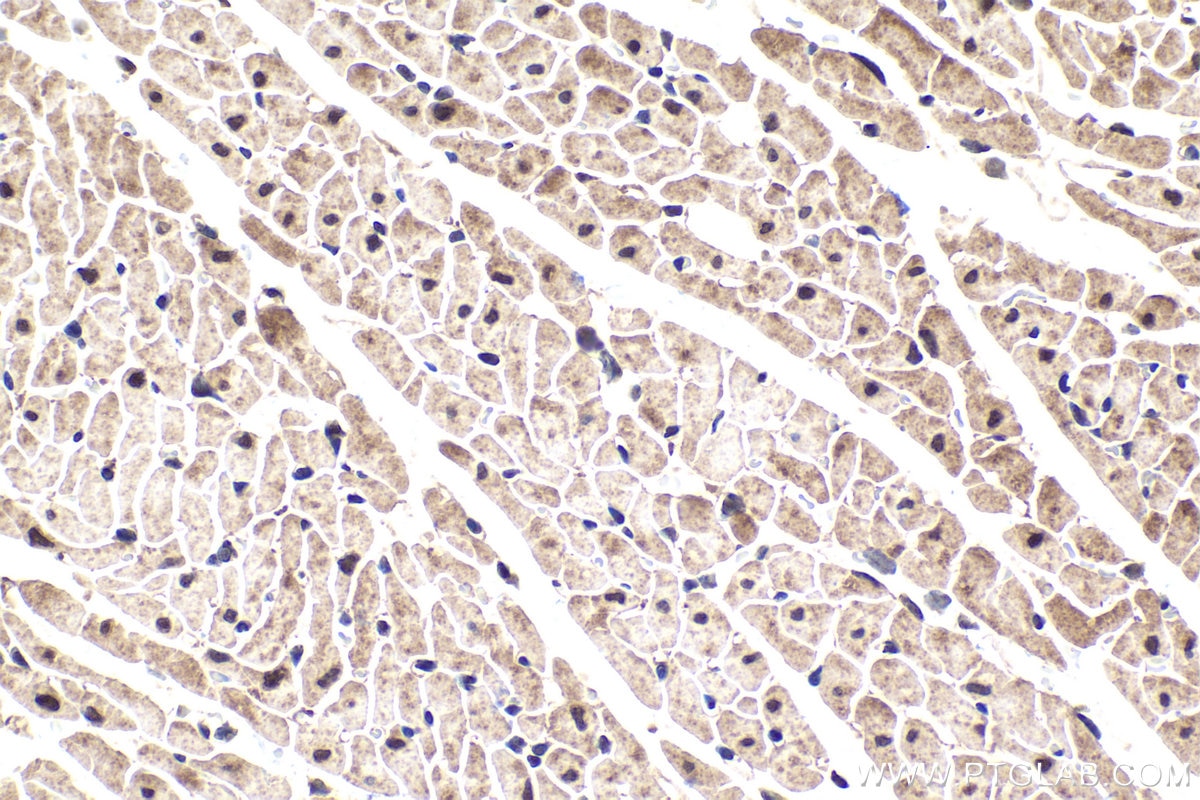 Immunohistochemical analysis of paraffin-embedded rat heart tissue slide using KHC1615 (PSMB2 IHC Kit).