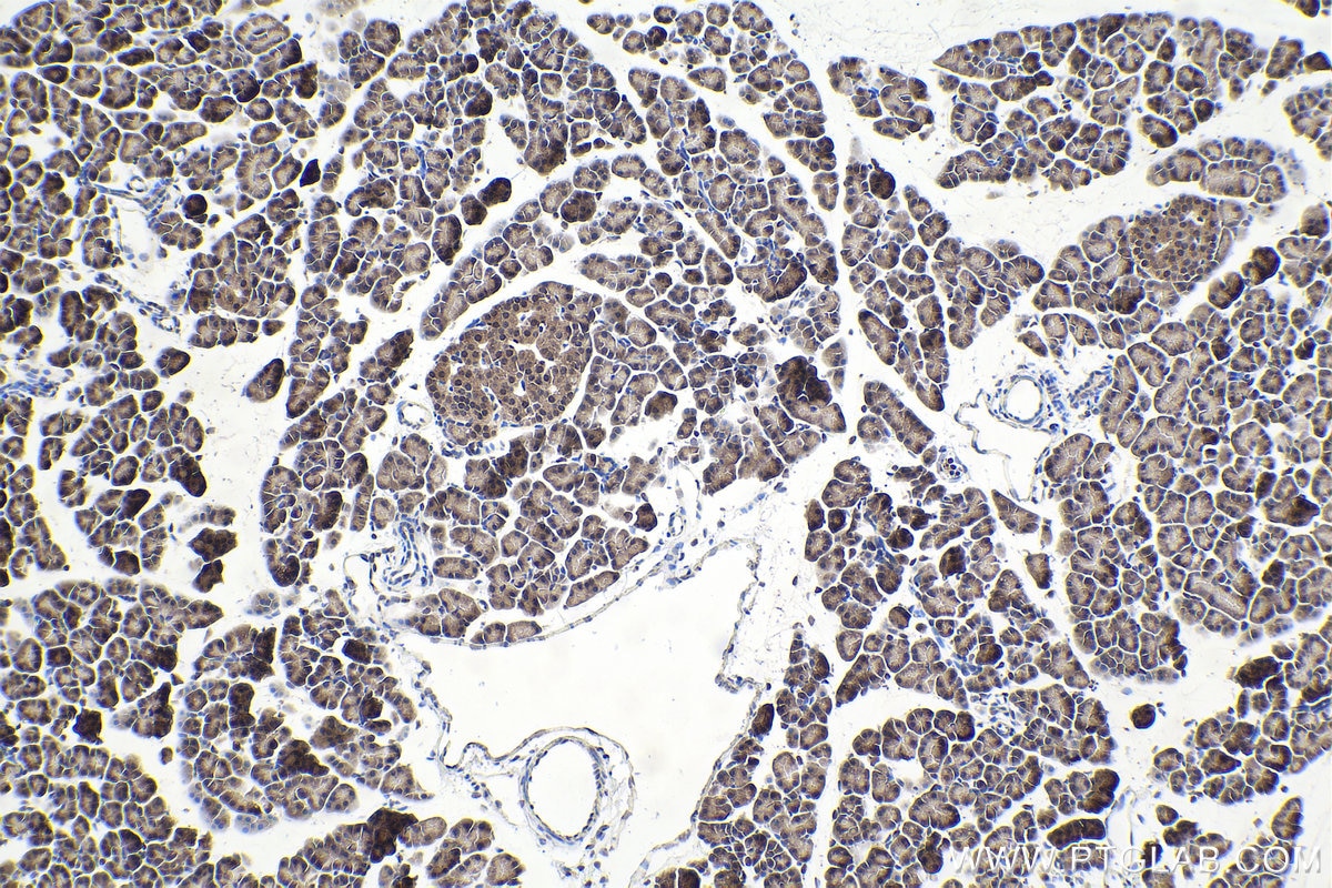 Immunohistochemical analysis of paraffin-embedded rat pancreas tissue slide using KHC1615 (PSMB2 IHC Kit).