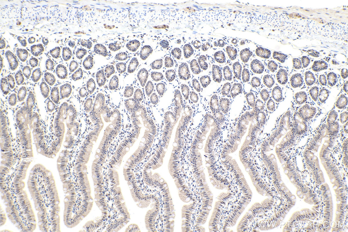 Immunohistochemical analysis of paraffin-embedded rat small intestine tissue slide using KHC1615 (PSMB2 IHC Kit).
