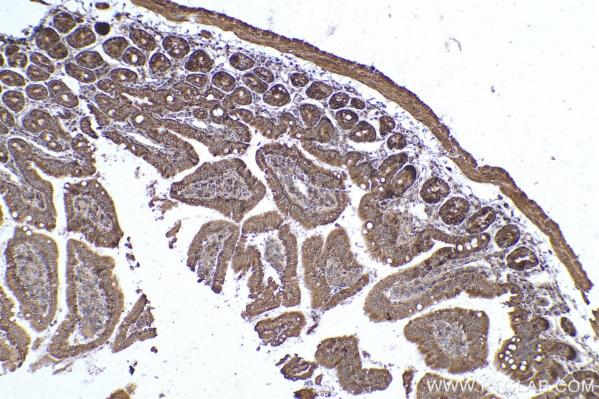 Immunohistochemical analysis of paraffin-embedded mouse small intestine tissue slide using KHC0812 (PSMB7 IHC Kit).
