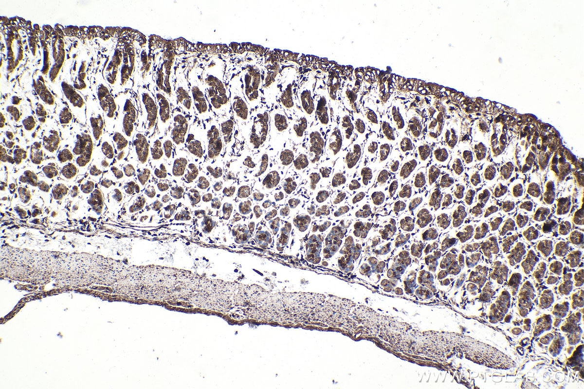 Immunohistochemical analysis of paraffin-embedded mouse stomach tissue slide using KHC1570 (PSMB9 IHC Kit).