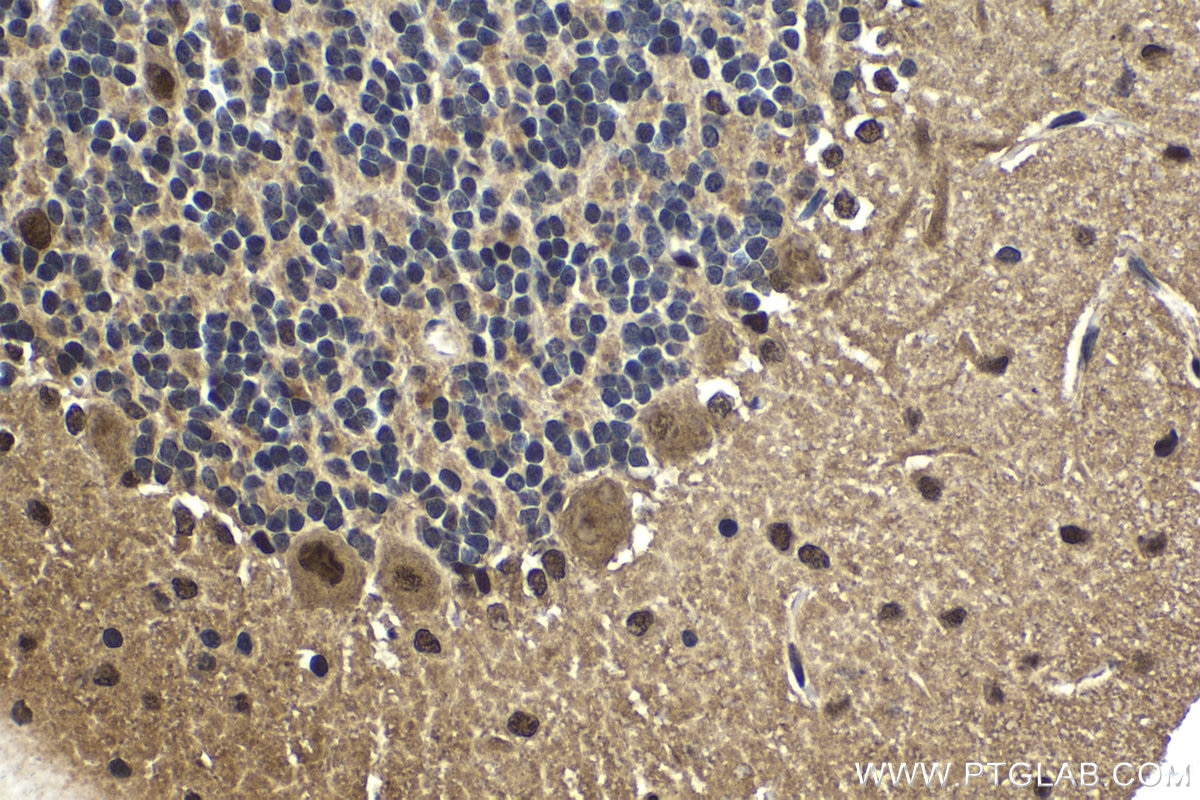 Immunohistochemical analysis of paraffin-embedded rat cerebellum tissue slide using KHC1644 (PSMC1 IHC Kit).