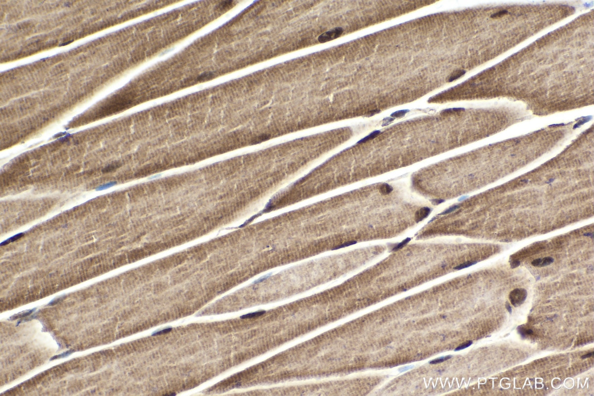 Immunohistochemical analysis of paraffin-embedded mouse skeletal muscle tissue slide using KHC1644 (PSMC1 IHC Kit).