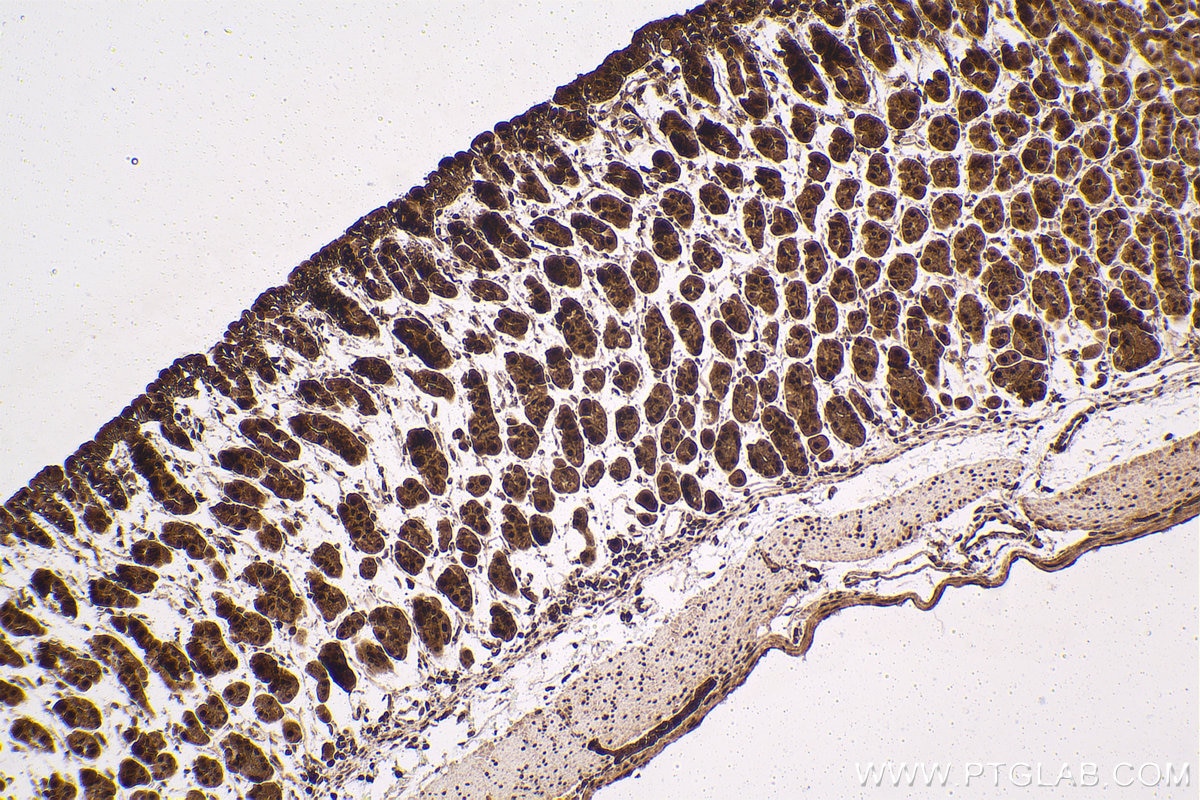 Immunohistochemical analysis of paraffin-embedded mouse stomach tissue slide using KHC1598 (PSMC4 IHC Kit).