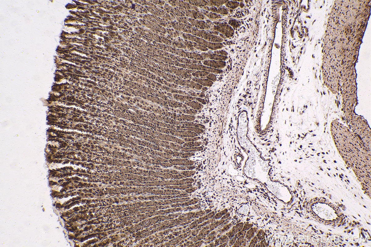Immunohistochemical analysis of paraffin-embedded rat stomach tissue slide using KHC1598 (PSMC4 IHC Kit).