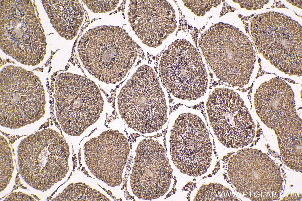 Immunohistochemical analysis of paraffin-embedded rat testis tissue slide using KHC1598 (PSMC4 IHC Kit).