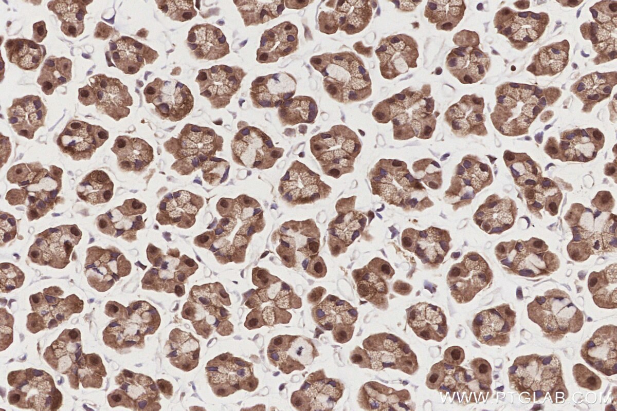 Immunohistochemical analysis of paraffin-embedded rat stomach tissue slide using KHC2839 (PSMD1 IHC Kit).