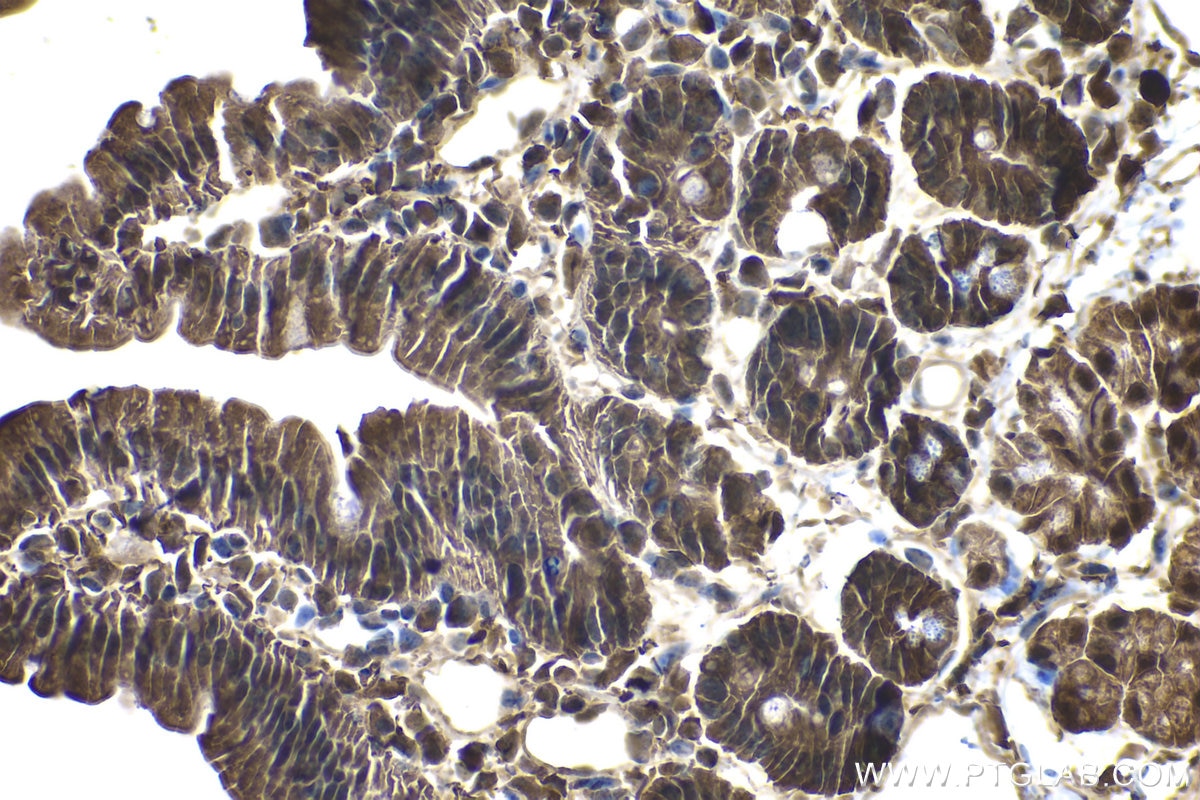 Immunohistochemical analysis of paraffin-embedded mouse small intestine tissue slide using KHC1142 (PSME1 IHC Kit).