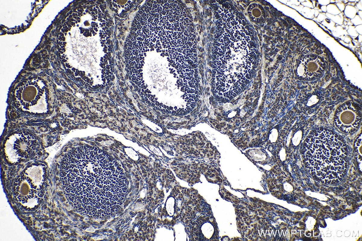 Immunohistochemical analysis of paraffin-embedded mouse ovary tissue slide using KHC1186 (PTGES3 IHC Kit).
