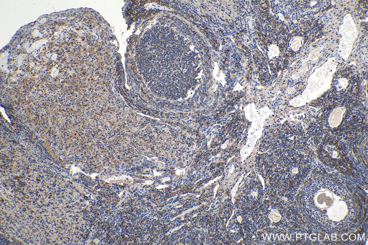 Immunohistochemical analysis of paraffin-embedded rat ovary tissue slide using KHC1186 (PTGES3 IHC Kit).