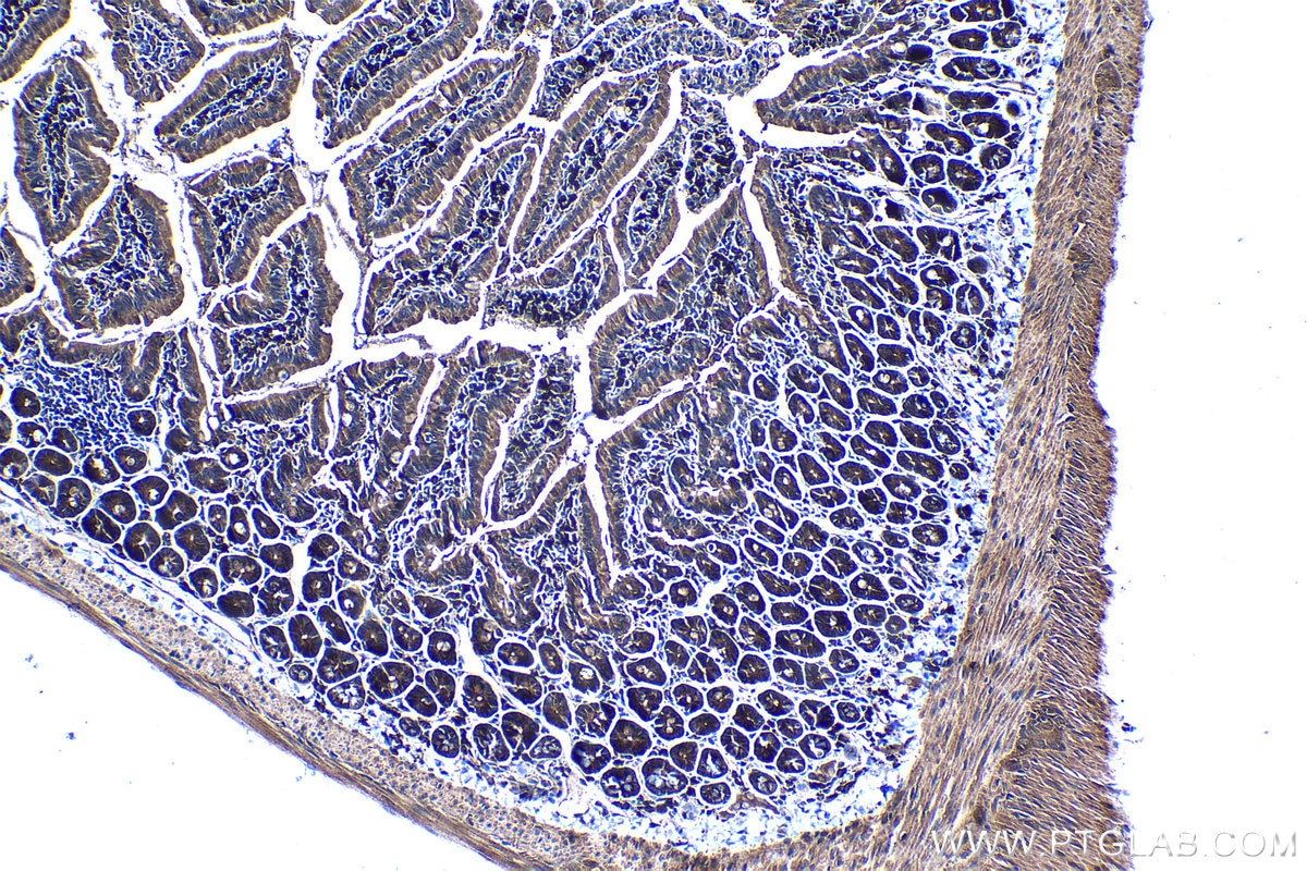 Immunohistochemical analysis of paraffin-embedded mouse small intestine tissue slide using KHC1263 (PTP4A1 IHC Kit).